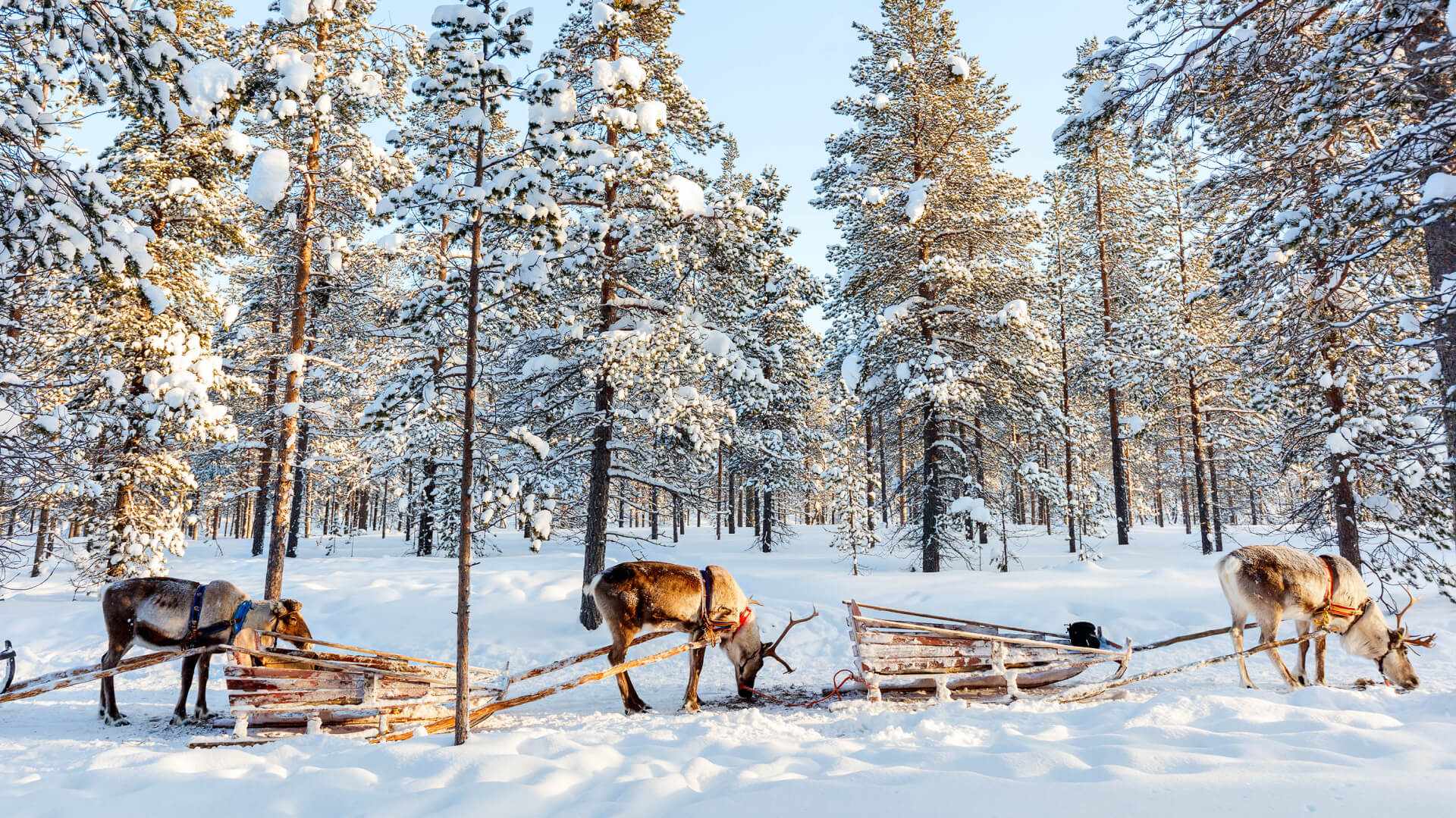 Lapland Holidays 2022/2023 Holidays to Lapland Holiday Hypermarket