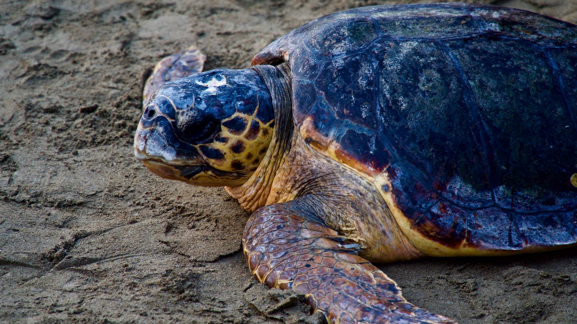 Sea turtle, Caretta caretta, in iztuzu beach, Mugla, Turkey.