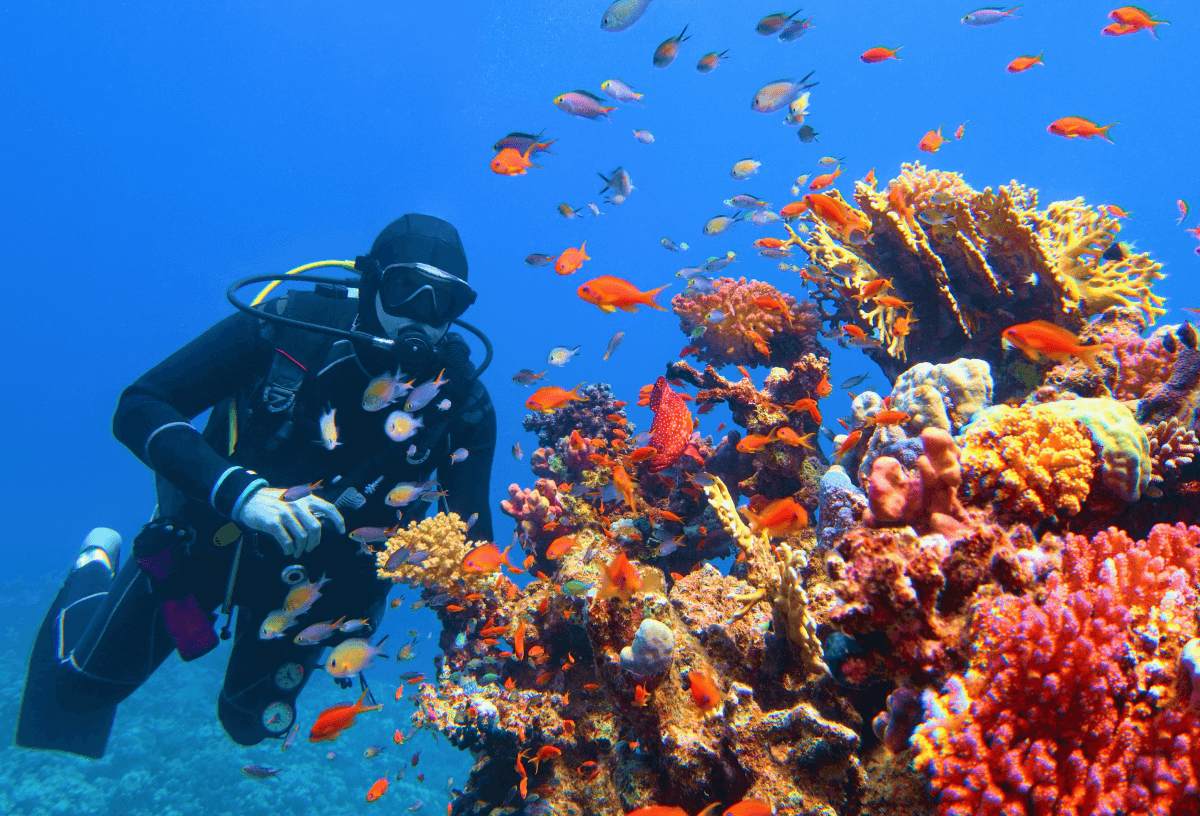 scuba diving in cape verde