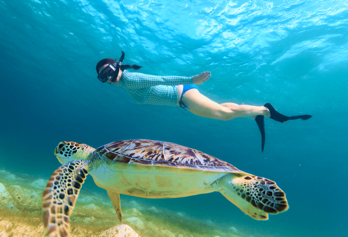 Snorkelling with turtles in cape verde