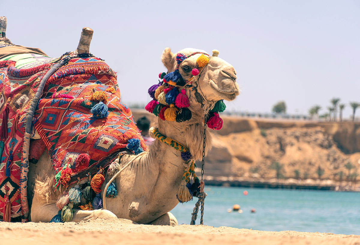 Decorated camel on the beach for camel rides in Egypt