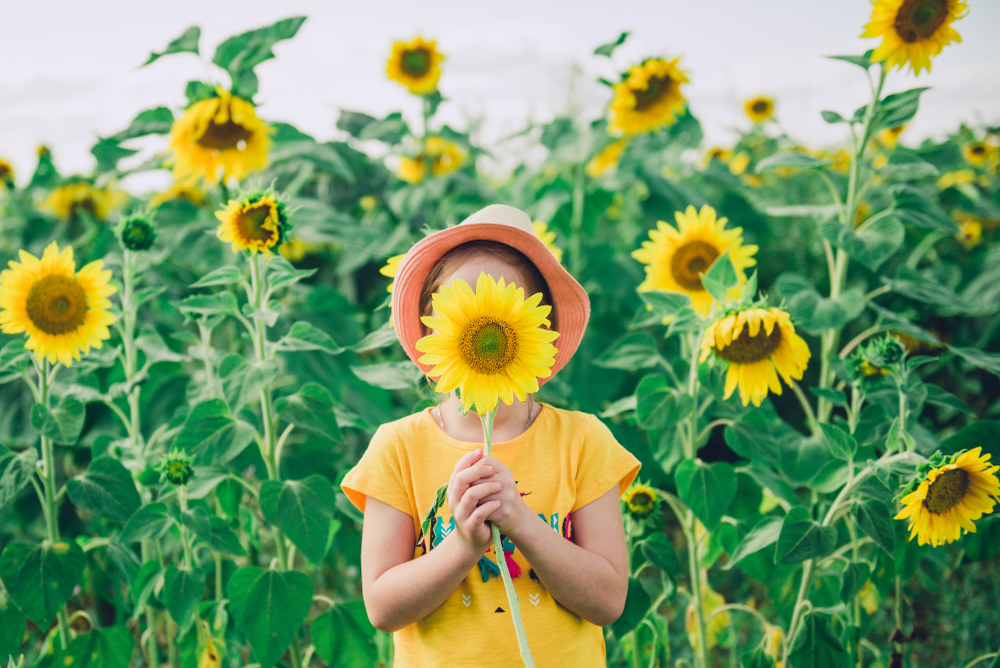 Little girl hiding face behind a sunflower in sunflower field