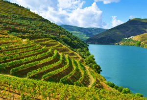 Top Vineyard Destinations for Wine Lovers