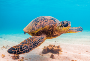 Top 8 Places To See Sea Turtles