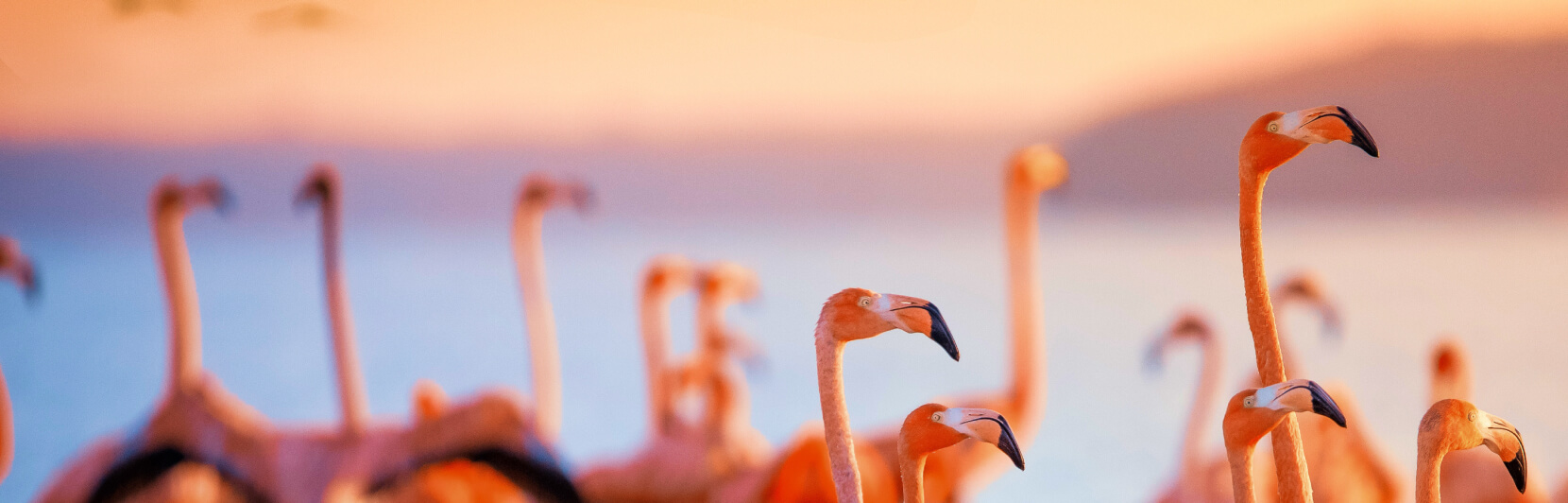 Flamingos in Cape Verde