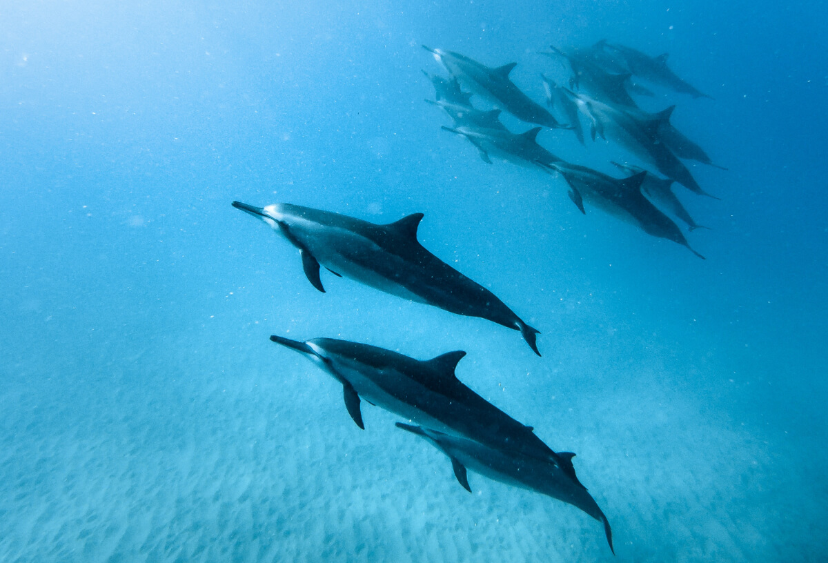 Dolphins in Cape Verde