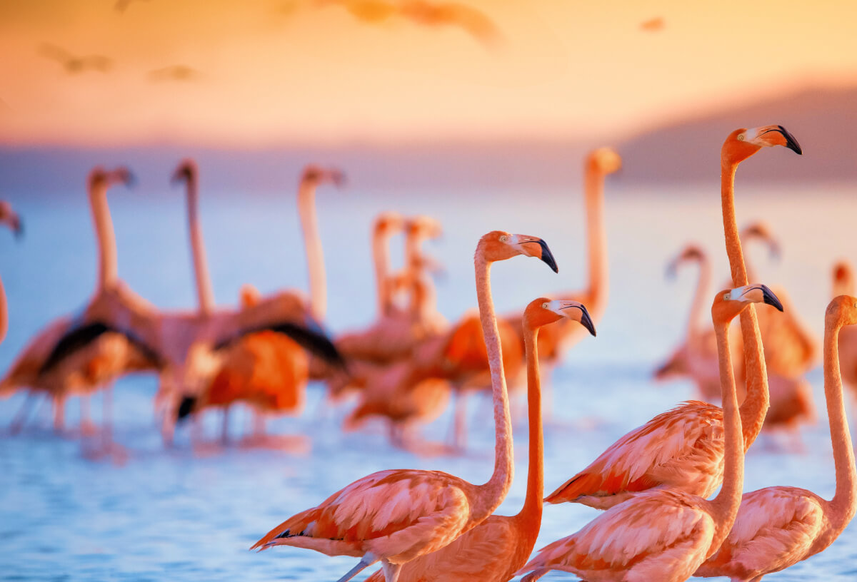 Flamingos in Cape Verde