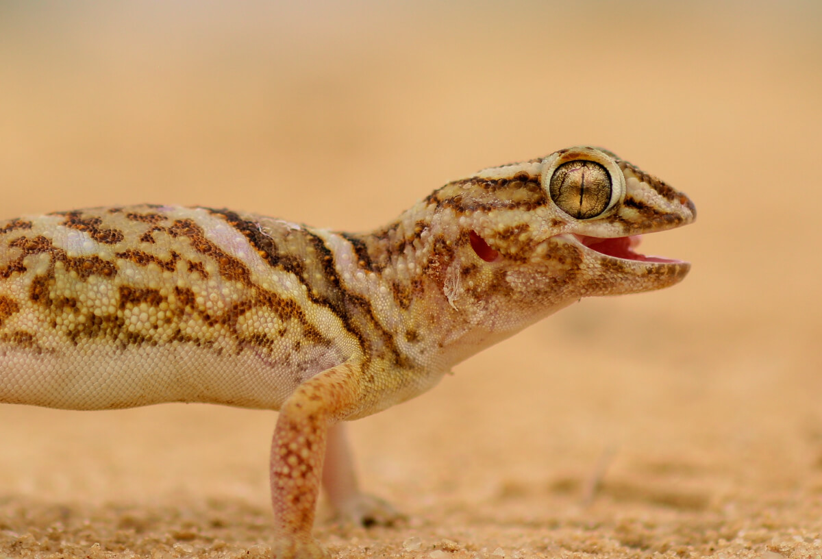 Cape Verde Gecko