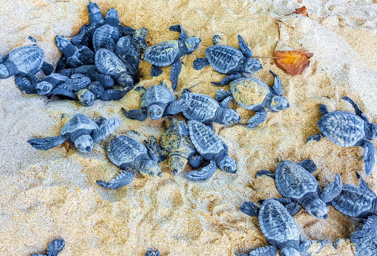Loggerhead turtles in Cape Verde